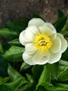 A delicate yellow flower among the greenery.