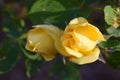 Delicate yellow flowering rose buds