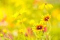 Delicate yellow flowers of rudbeckia in a Sunny background. soft selective focus Royalty Free Stock Photo