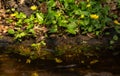 delicate yellow flowers of spring buttercup are reflected in the calm water of a stream Royalty Free Stock Photo