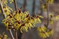 Delicate yellow flowers of witch hazel Royalty Free Stock Photo