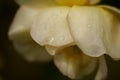 Yellow Rose with black background