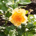 Delicate yellow rose in a flower bed early in the sunny summer m