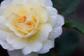 Delicate yellow rose wet with raindrops Royalty Free Stock Photo