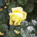 Delicate yellow roses in a flower bed covered with fresh snow Royalty Free Stock Photo