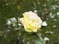Delicate yellow roses in a flower bed covered with fresh snow Royalty Free Stock Photo