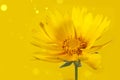 Delicate yellow summer corepsis flower on yellow background with bokeh Royalty Free Stock Photo