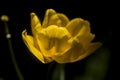 Delicate yellow tulip on black background Royalty Free Stock Photo