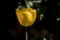 Delicate yellow tulip on black background