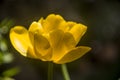 Delicate yellow tulip on black background Royalty Free Stock Photo