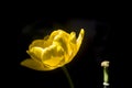 Delicate yellow tulip on black background
