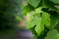 Delicate young bright green leaves of Isabella wine grapes Vitis labrusca or Fox grape on blurred garden background