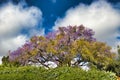 Delicately beautiful jacaranda flowering trees on Maui.