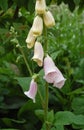 Delicately shaded pink foxglove flowers Royalty Free Stock Photo