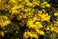 Western Australian Wattle blooms in late winter early spring are perfumed delights. Royalty Free Stock Photo