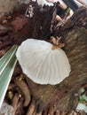 Delicatula is a genus of mushrooms in the Tricholomataceae family