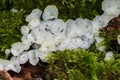 Delicatula integrella fungi close up