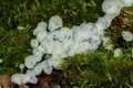 Delicatula integrella fungi close up