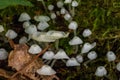 Delicatula integrella fungi close up