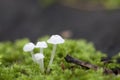 Delicatula integrella mushroom