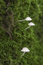 Delicatula integrella mushroom