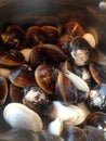 Delicious appetizing new england steamers