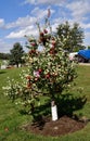 A Delicious Apple Tree