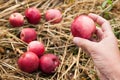 Delicious autumn agriculture red apple fall, fresh fruit food, harvest Royalty Free Stock Photo