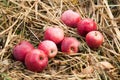 Delicious autumn agriculture red apple fall, fresh fruit food, harvest Royalty Free Stock Photo