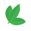 Delicious bay leafs icon Royalty Free Stock Photo