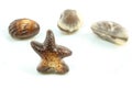 Delicious Belgian pralines in the form of seashell Royalty Free Stock Photo