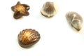 Delicious Belgian pralines in the form of seashell Royalty Free Stock Photo