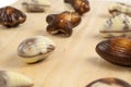 Delicious Belgian pralines in the form of seashells Royalty Free Stock Photo