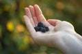 delicious berries in the palm of your hand Royalty Free Stock Photo