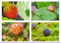Delicious berry assorted still life collage Royalty Free Stock Photo