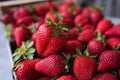 Delicious big ripe red strawberries in wooden box. One berry on the top Royalty Free Stock Photo