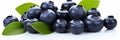 Delicious bilberries. freshly picked blueberries background for recipes and culinary creations