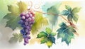 Delicious Black Grapes Bunch Watercolor Painting on Isolated White Background AI Generative Royalty Free Stock Photo