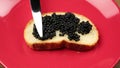 Delicious black paddlefish caviar and a slice of bread made from white wheat flou