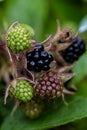 Delicious blackberries on a green branch in the forrest Royalty Free Stock Photo