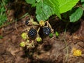 Delicious blackberry berries