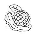 delicious blackberry line icon vector illustration