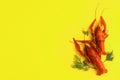 Delicious boiled crayfishes and dill on yellow background. Space for text