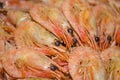Delicious boiled shrimp. Royalty Free Stock Photo