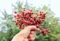 Delicious bouquet of juicy bright wild red strawberry berry hold Royalty Free Stock Photo