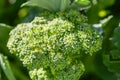 Delicious Broccoli Ready To Be Harvested