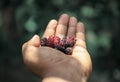 Delicious bunch of black mulberry Royalty Free Stock Photo