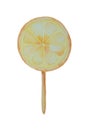 Delicious candy on a stick in the form of an orange slice painted in watercolor on a white background Royalty Free Stock Photo