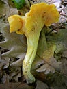 Delicious Cantharellus cibarius, complete example fungi