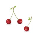 Cherry realistic fruit vector illustration on white background